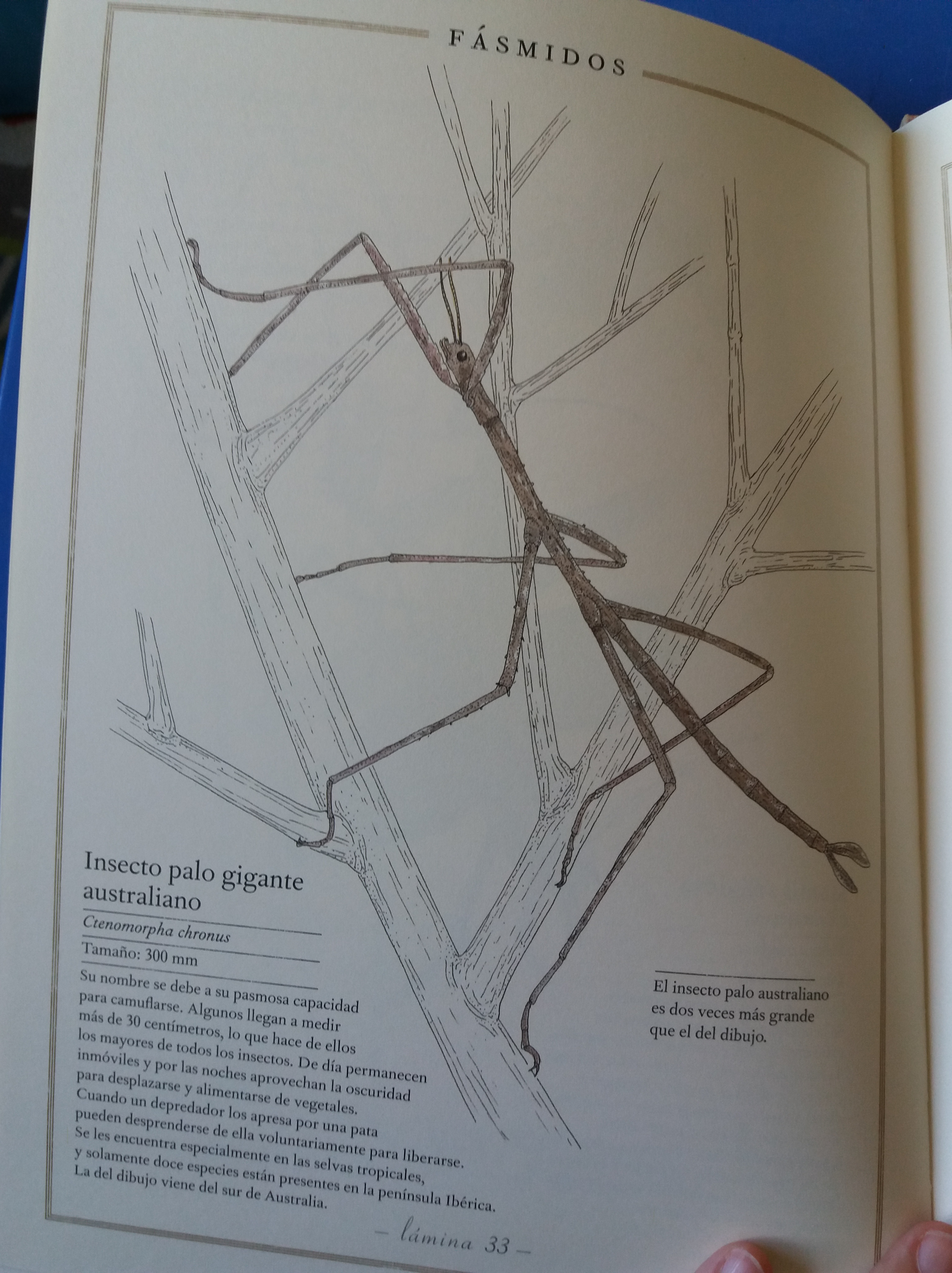 El Inventario Ilustrado de Insectos, un libro para amantes de la naturaleza  - Nuestros momentos Montessori