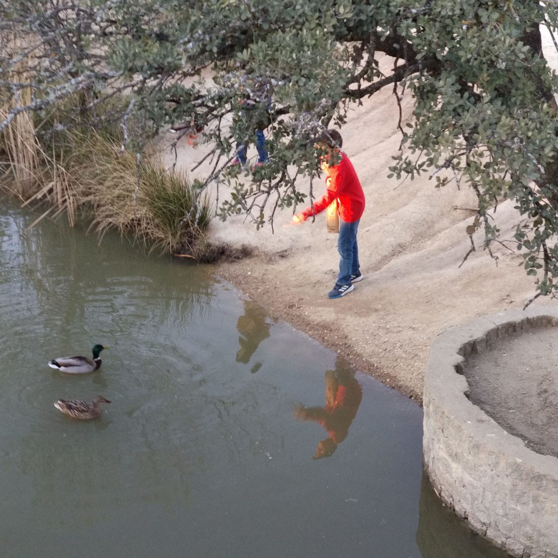niño dando de comer a un pato en un lago