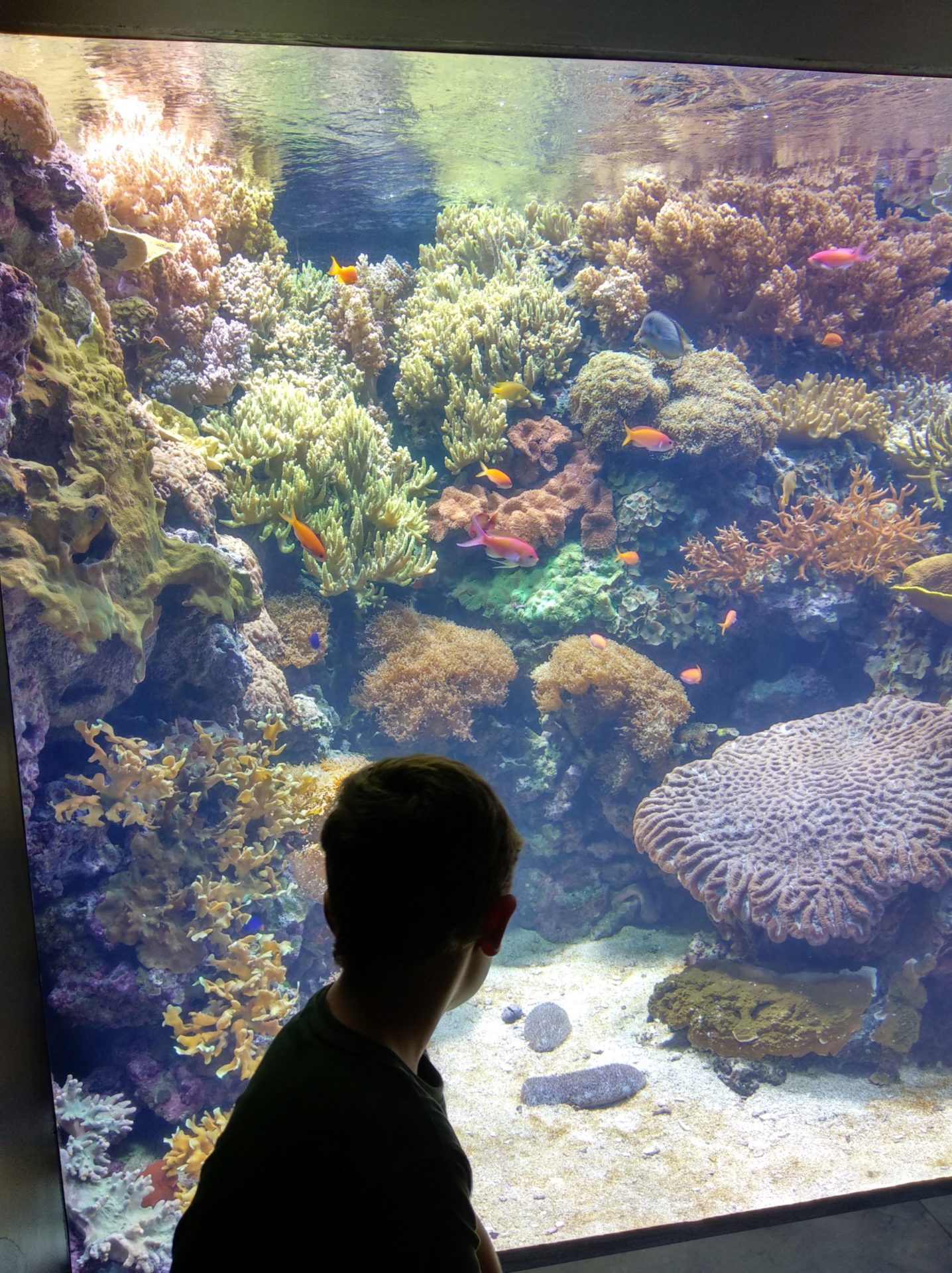 oceanario de lisboa - coral