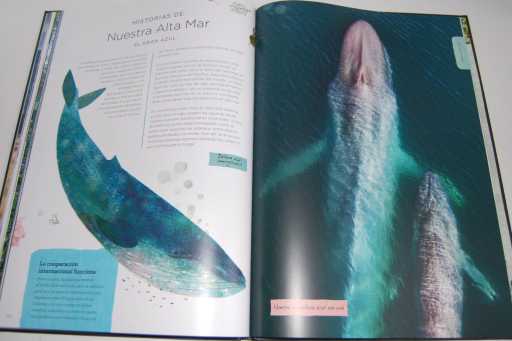 la ballena azul, Nuestro Planeta, de Harper Kids Ibérica