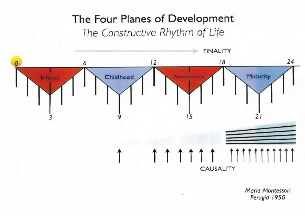 los cuatro planos de desarrollo Montessori